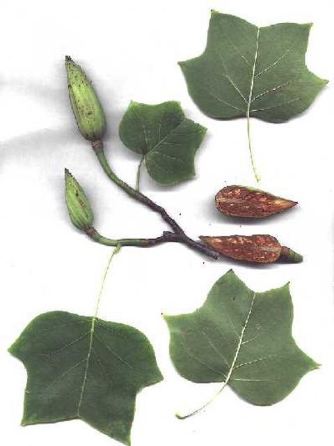 Tulpenbaum - Blätter und Knospen eines Tulpenbaums