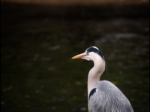 Der Graureiher steht am Wasser