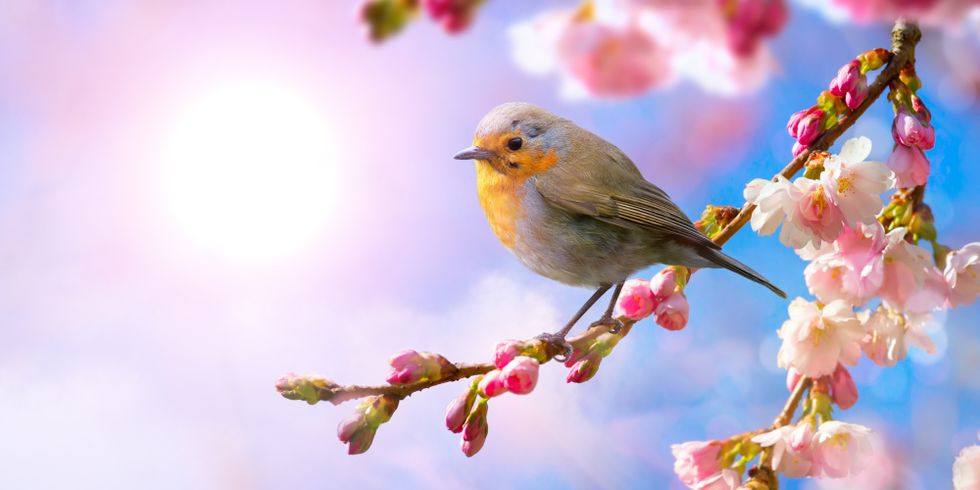 Rotkehlchen sitzt auf einem Kirschblütenzweig