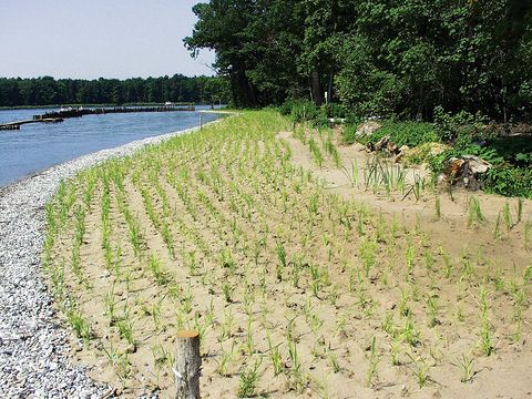 Neuanpflanzungen von Röhricht