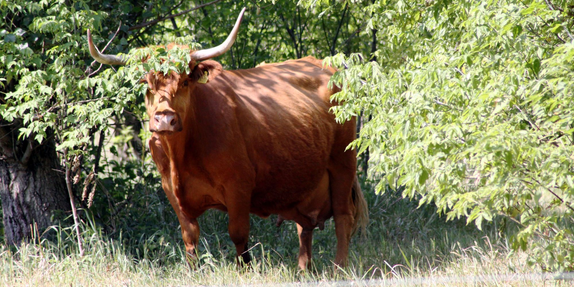 Schottisches Hochlandrind im Hobrechtswald
