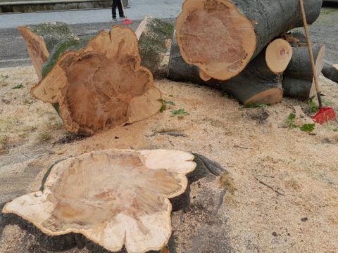 Kosten im hohen fünfstelligen Bereich sind zu erwarten, wenn ein gesunder, bereits groß gewachsener Baum gepflanzt werden soll. (Bild: BA Reinickendorf)