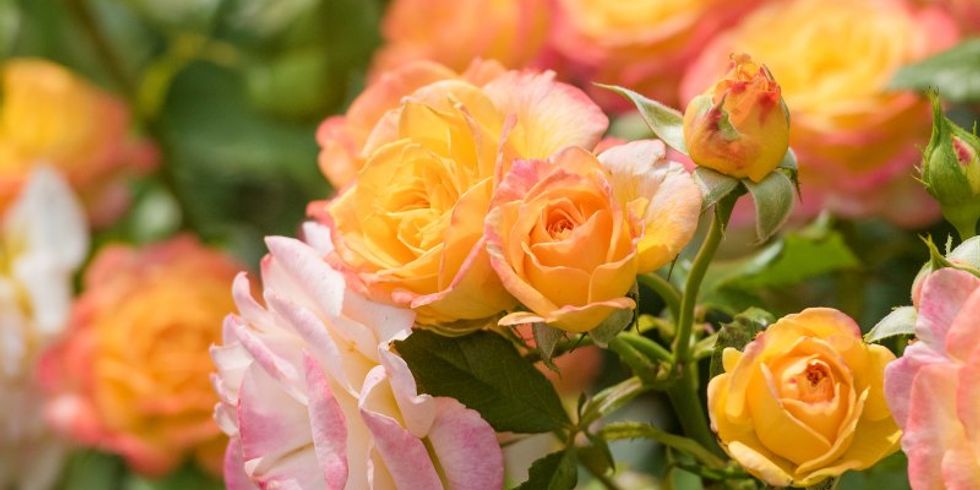 Rose im Rosengarten