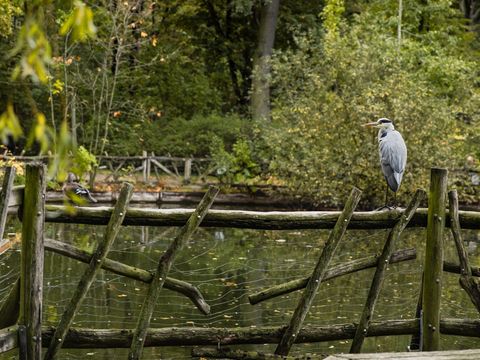Auch der Volkspark Friedrichshain bietet Wasserflächen für Amphibien
