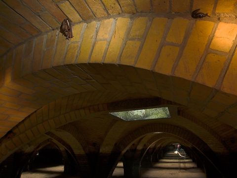 Fledermäuse im Kreuzgewölbe (Bild: Florian Möllers)