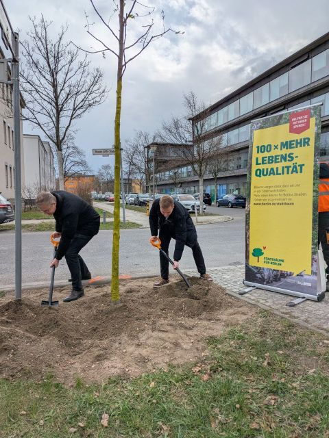 Eventpflanzung Frühjahr 2026 durch Bürgerverein "Miteinander im Südosten" e.V. (Bild: SenMVKU)