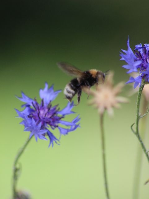 Wildbienen