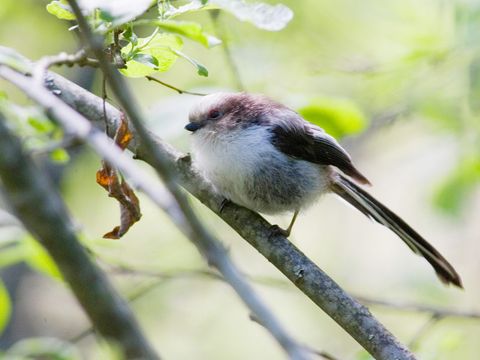 Freibrüter - Schwanzmeise - Foto von Juha Soininen