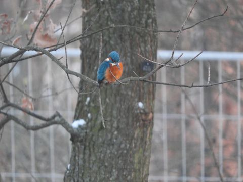 Ein Eisvogel auf einem Ast am Flutgraben