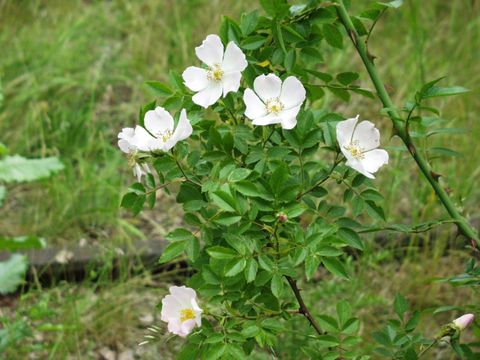 Heckenrose (Bild: SenUMVK)