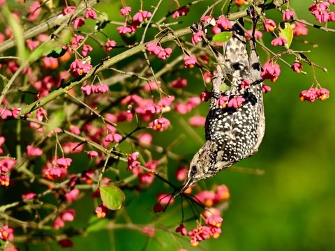 (Bild: Michael Kusche)