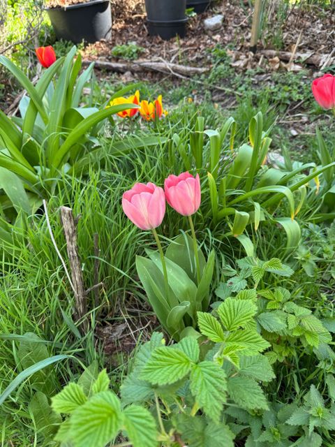 Nachbarschaftsgarten mit Tulpen im Vordergrund