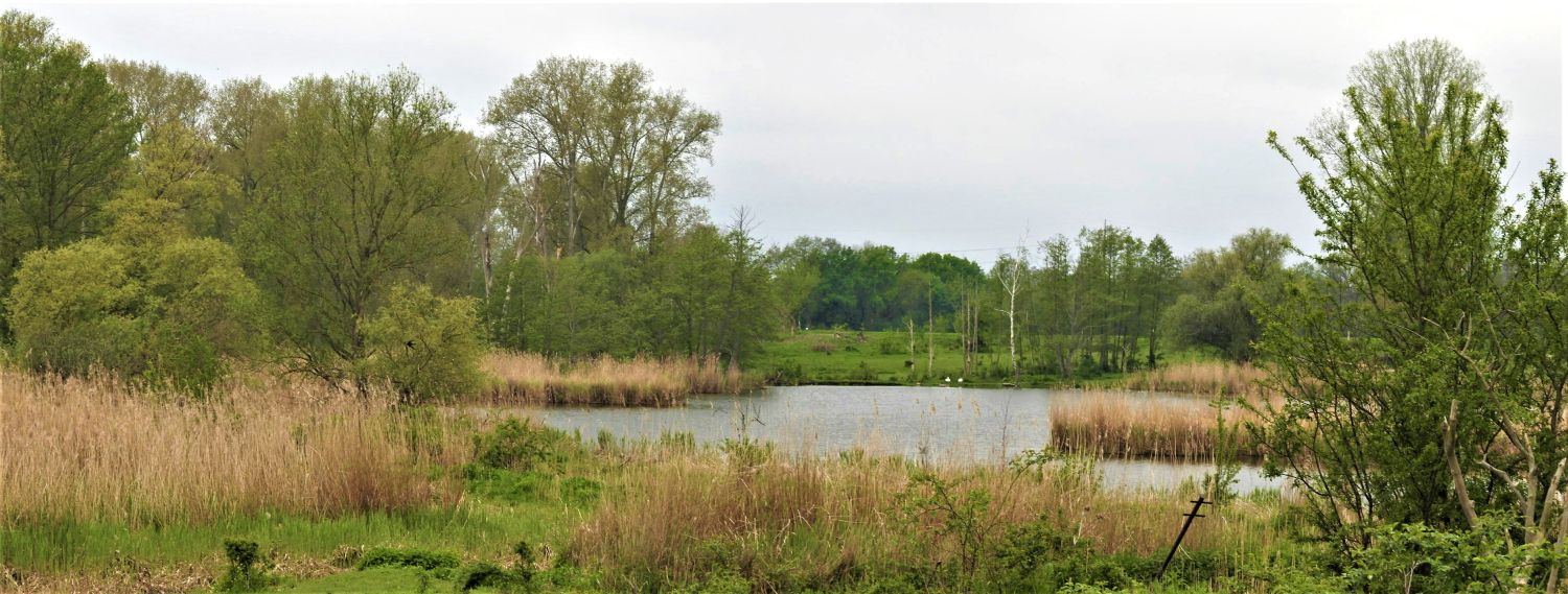 Das Foto zeigt ein Gewässer unter bewölktem Himmel. Hellgrüne Wiesen und hohe Laubbäume säumen die Ufer. Dichte Schilfgürtel ragen wie kleine Halbinseln in das Wasser. Im Hintergrund sind winzig klein zwei weiße Schwäne erkennbar.