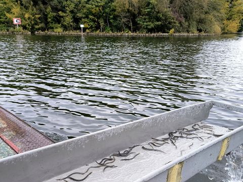 Aalbesatz. Die ca. 7 Gramm schweren Aale schwimmen über eine Aalrutsche ins freie Gewässer.