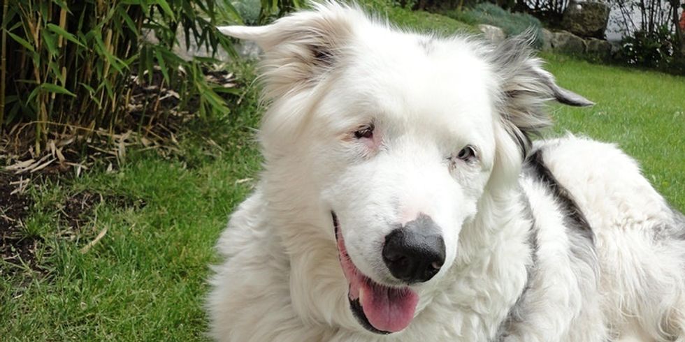 Foto eines Hundes - Australian Shepherd Mix