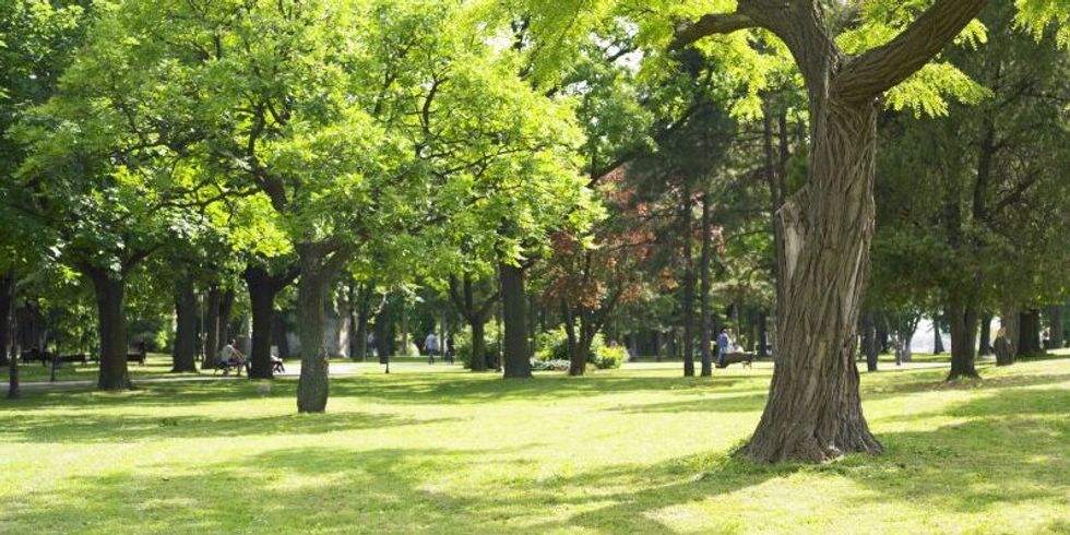 Park im Sommer