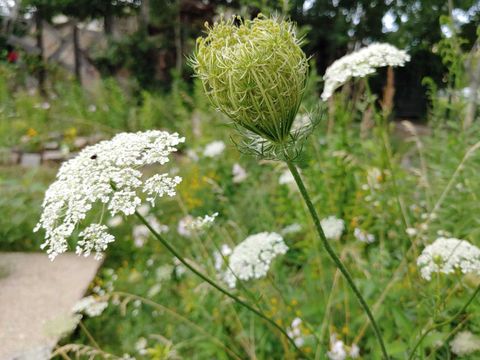 Pflanze des Monats: die Wilde Möhre – trickreiche Vorfahrin unserer heutigen Kulturmöhre?