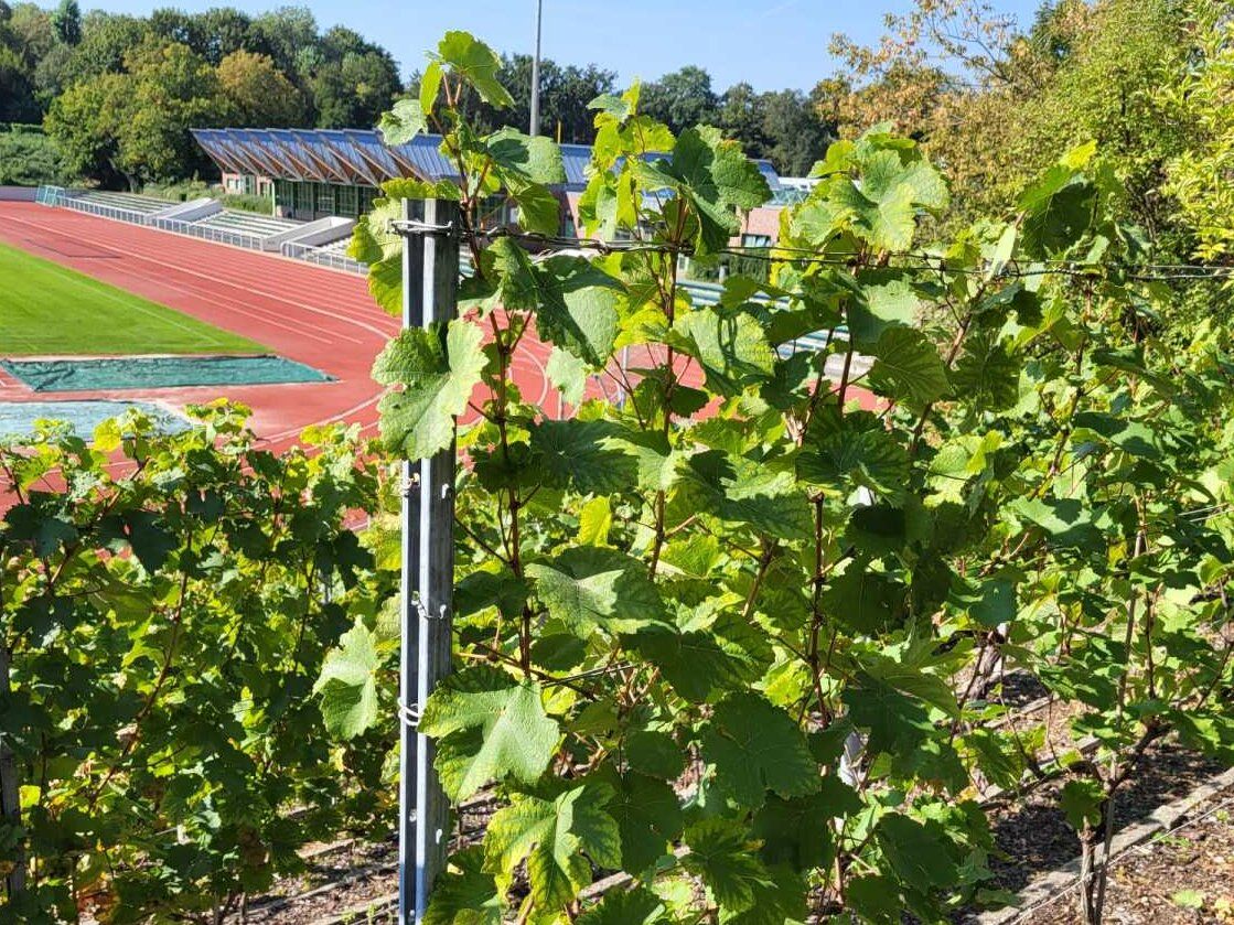 Weinlese im Wilmersdorfer Stadion