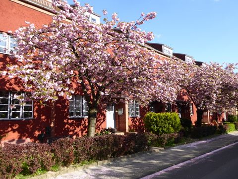 Das Bild zeigt einen Straßenzug mit dunkelrot gestrichenen Reihenhäusern. Vor den Reihenhäusern stehen rosa blühende Kirschbäume