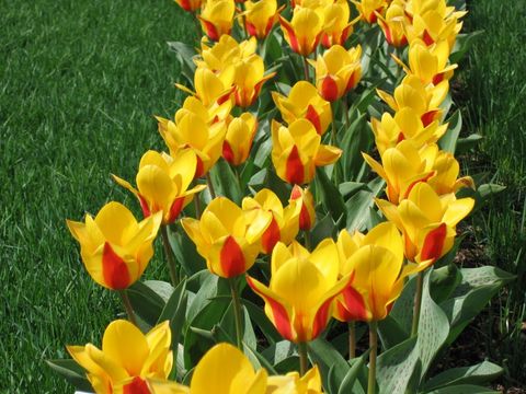 Tulpen