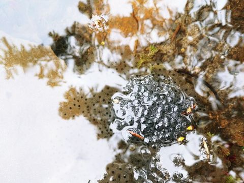 Glasfroschlaich im Viktoriapark
