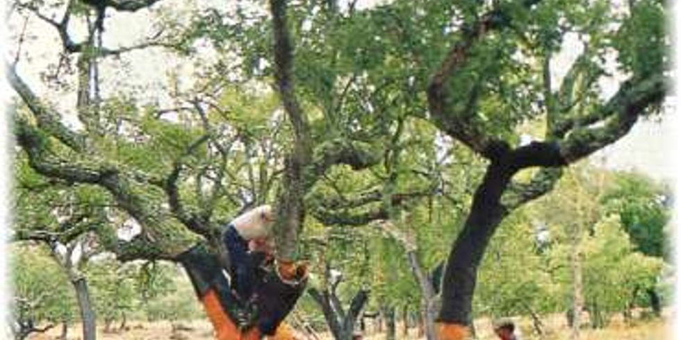Foto von einem Korkeichenbaum