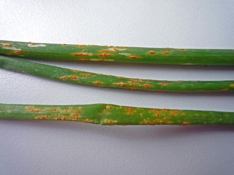 Rost am Schnittlauch (Bild: Pflanzenschutzamt Berlin)
