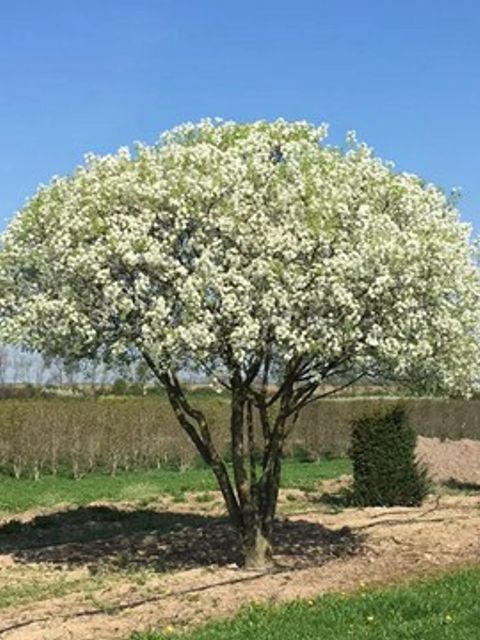 Eine blühende Steinweichsel als Großstrauch