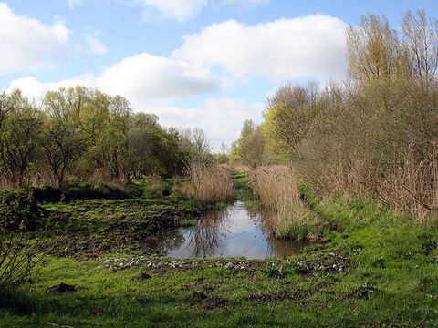 Der Lietzengraben spielt für den Hobrechtswald eine wichtige Rolle.