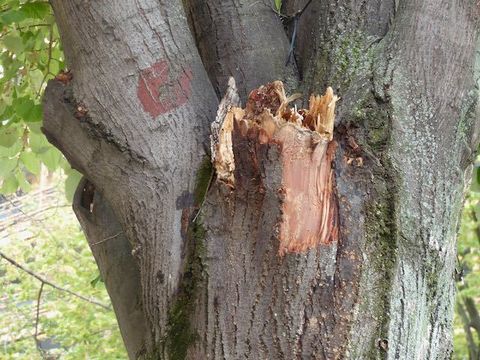 Bruchstelle an einem Straßenbaum