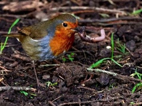 Weltacker-Biodiversität