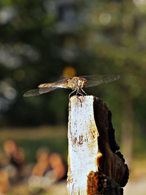(Bild: Frederic Griesbaum, Museum für Naturkunde Berlin)