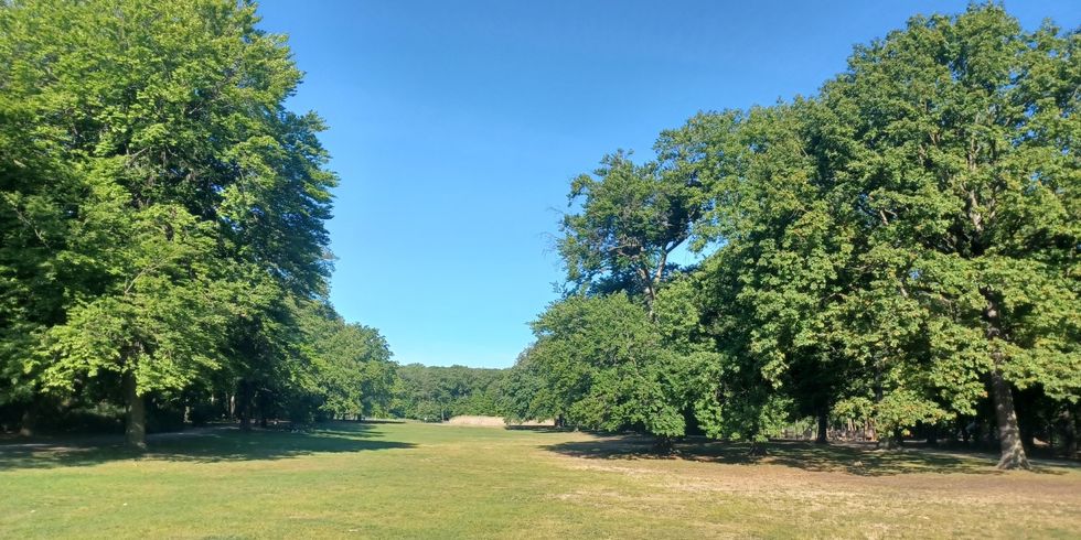 Wiese mit Bäumen im Park Jungfernheide