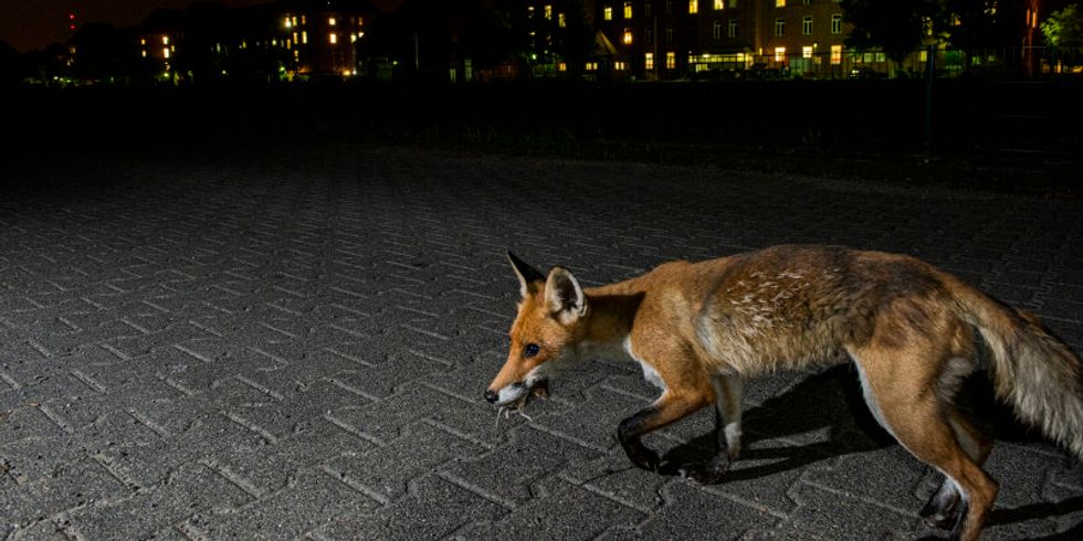 Foto eines Fuchses, der eine Maus gefangen hat