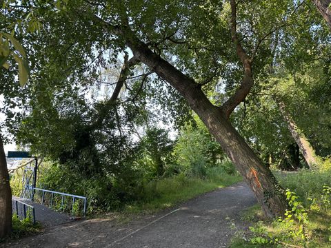 Gefahrenlage durch umgestürzten Baum am Hafen Malche (Bild: BA Reinickendorf)
