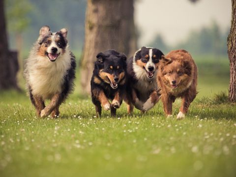 Vier Hunde auf einer Wiese