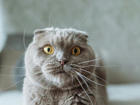 Symbolbild: Schottische Faltohrkatze (Scotish Fold) (Bild: Pexels.com)