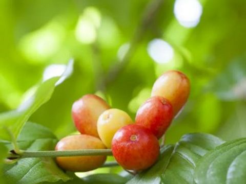 Blätter und fast reife Früchte der Kornelkirsche