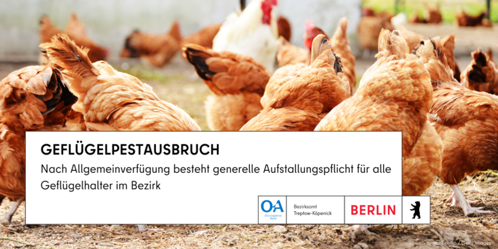 Hühner mit Infotext zum Geflügelpestausbruch