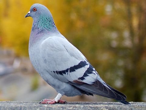 Straßenaube auf einem Stein im Herbst