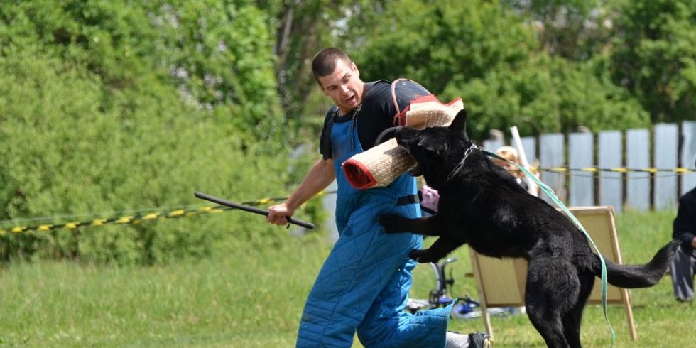 Polizeihund beißt während einer Übung in den Arm eines Mannes