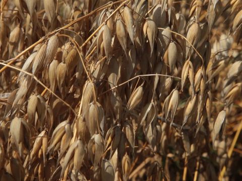 wo-kommt-dein-essen-her-hafer