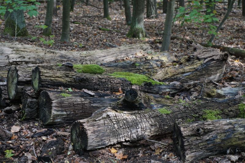 214.Kiezspaziergang 12.10.19
