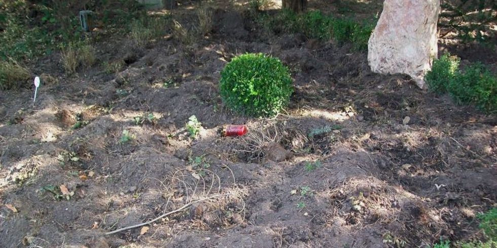Wilschweinschaden an einer Grabstelle