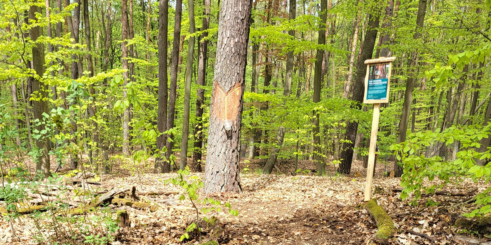  (Bild: Berliner Forsten)