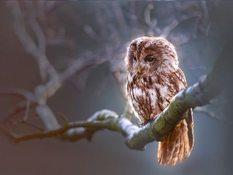 Der Waldkauz auf einem Baum