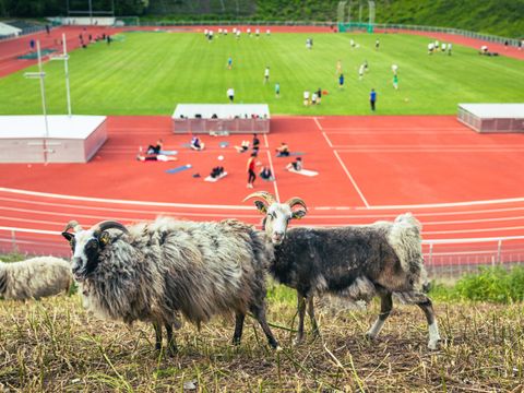 Drei Schafe auf der Böschung. Im Hintergrund werden verschiedene Sportarten im Stadion Wilmersdorf ausgeübt.