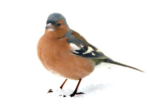 Bunter Buchfink steht im Schnee