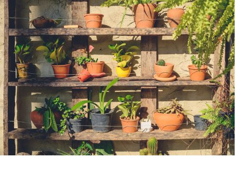 Pflanzen in Töpfen stehen in einem alten Regal