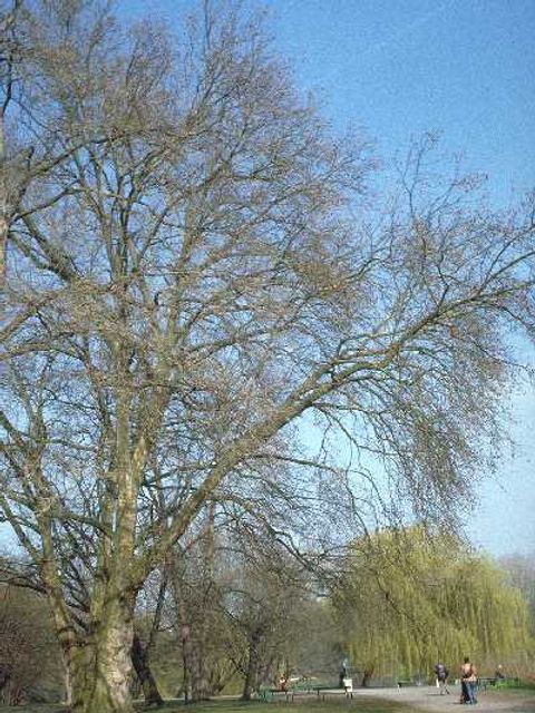 Platane - Ahornblättrige Platanen